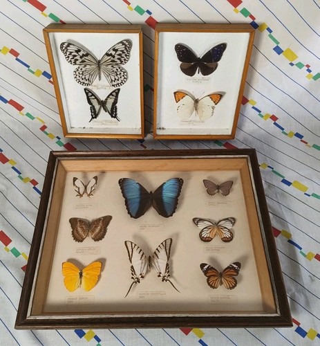 Three framed butterfly - framed,