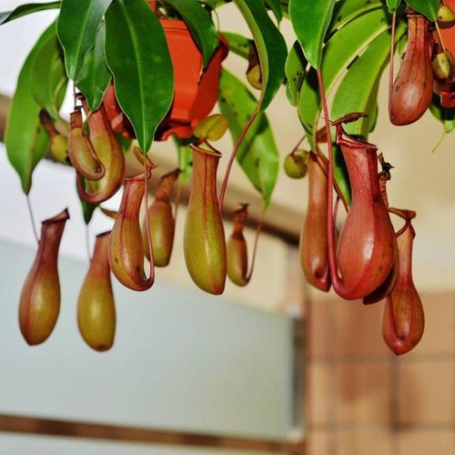 Nepenthes truncata very rare - truncata,