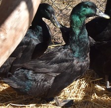 Cayuga duck hatching - 6+,