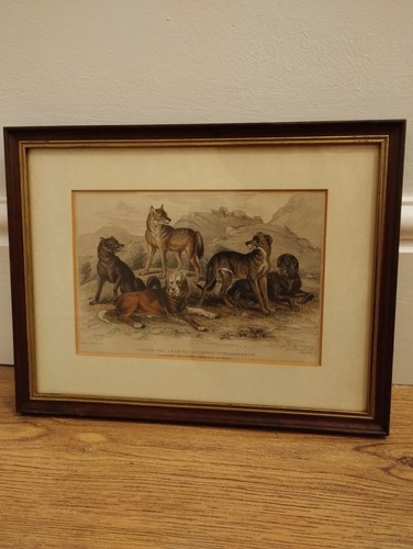 Wolves dogs victorian - wolves,