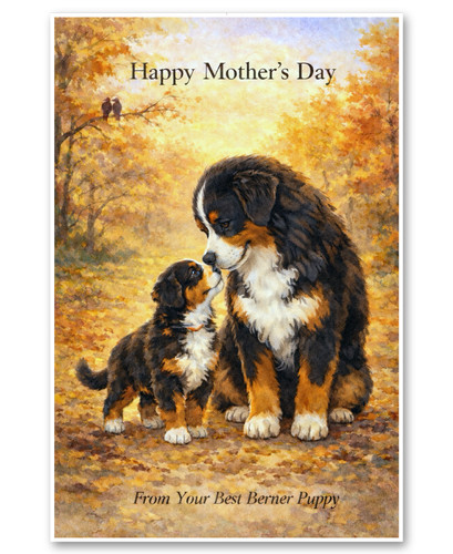Bernese mountain dog - dog,