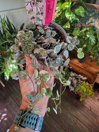 Variegated string hearts - of,