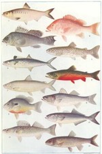 FISH. Alewife Snapper Striped