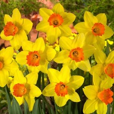 Daffodil red devon large - red,