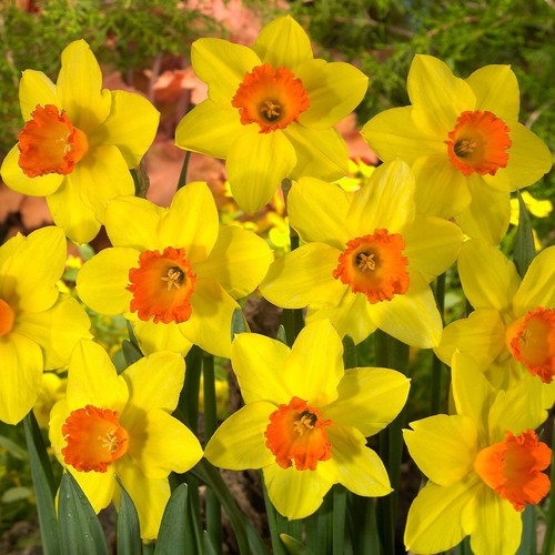Daffodil red devon large - daffodil,