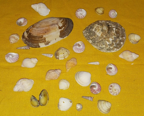 Small bag mixed sea shells - bag,