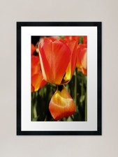 Drooping Tulip Petal Framed