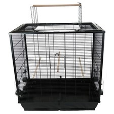 Premium Cockatiel Bird Budgie