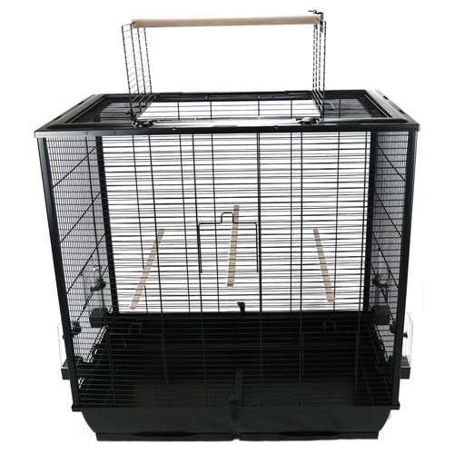 Premium cockatiel bird budgie - premium,