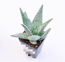 Aloe pillansii Random Own Root