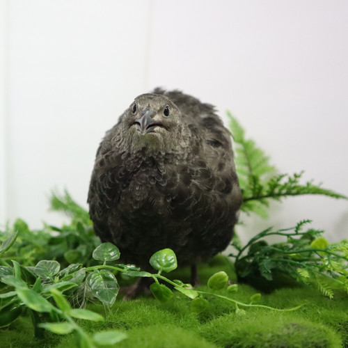 All black quail hatching - black, eggs