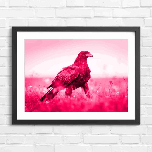 Russet brown harris hawk - harris,
