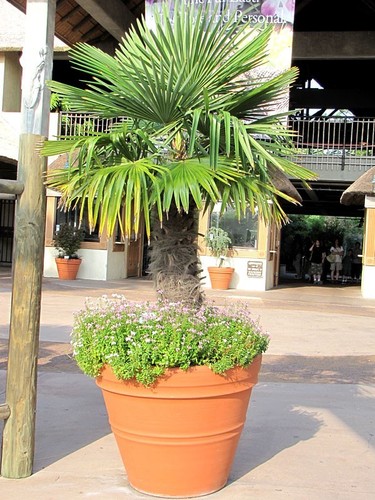Hardy fan palm - fan,