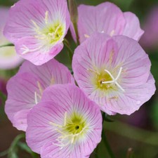 Showy Evening Primrose Seeds |