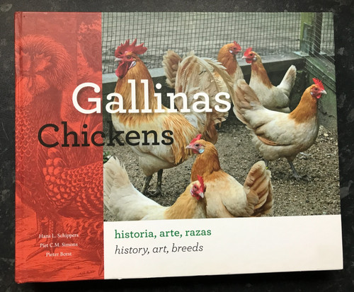 Gallinas chickens - gallinas,