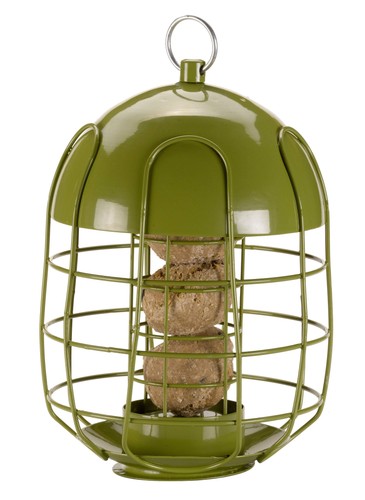 Acorn squirrel proof - acorn,