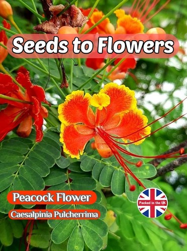 Peacock flower caesalpinia - peacock,