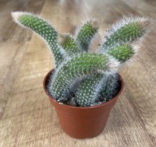 Hildewintera Colademononis |