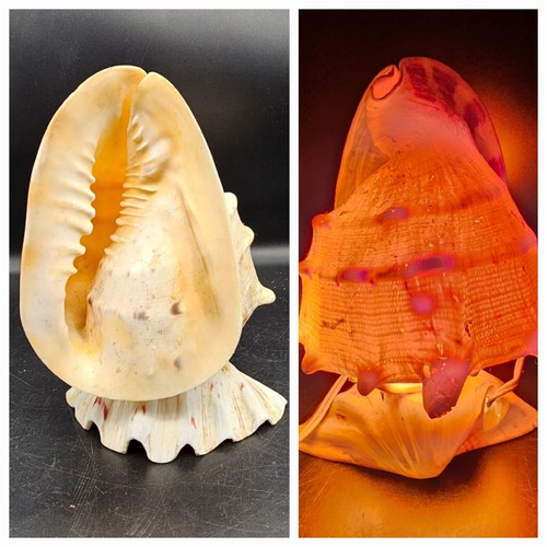 Vintage conch shell lamp - 9",