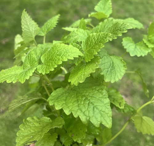 Lemon balm mint bare - mint, root