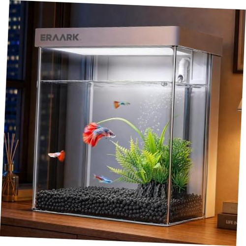 Small fish tank aquarium - fish,