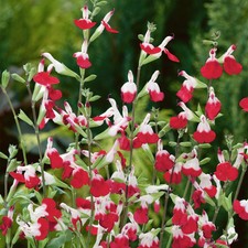 Salvia Hot Lips | Vibrant