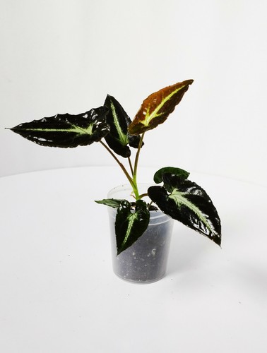 Syngonium rayii live plant - rayii,