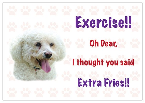 Funny bichon frise dog - funny,