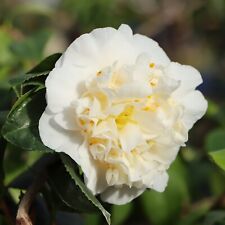 Camellia Plant Nobilissima in 9cm Pot - White Spring Flowering Garden Shrub