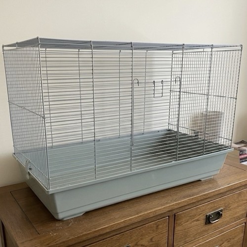 Coco large rat - coco, hamster
