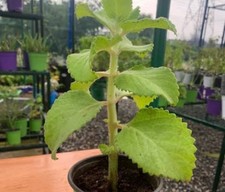 One Well, Rooted, Cuban