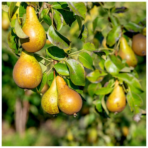 Conference pear tree 5ft - conference,