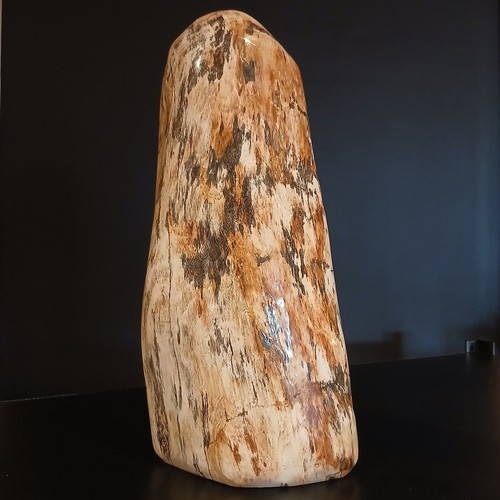 Petrified wood fossil - petrified,
