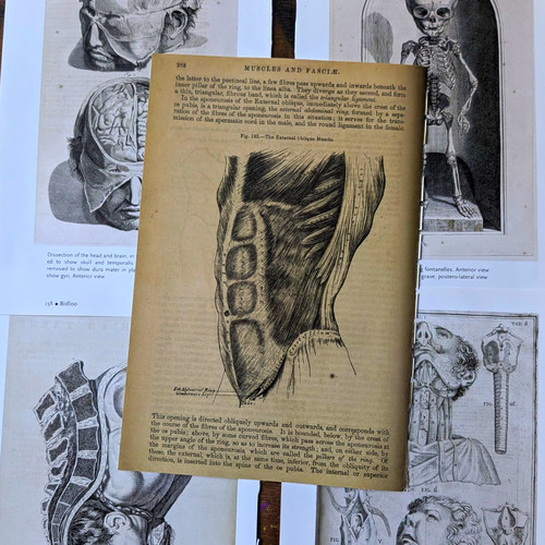Medical anatomical print - medical,