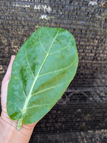 Fresh giant milkweed leaves - fresh,