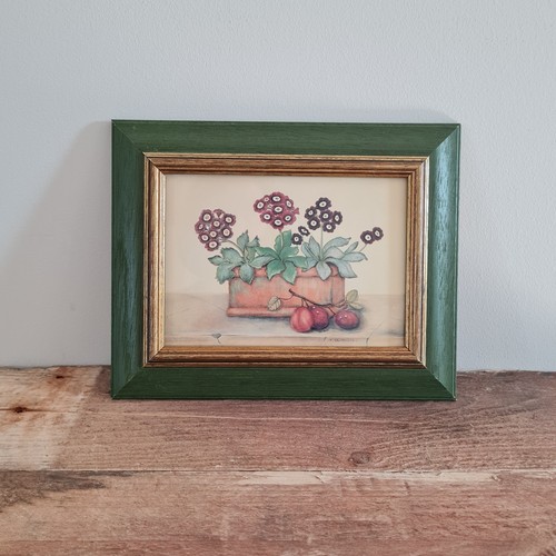 Vintage auricula botanical art - auricula,