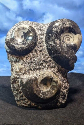 Goniatite polished fossils - polished,