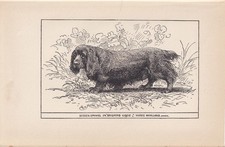 1900 SUSSEX SPANIEL DOG Print - Antique - R. H. Moore - Art - 8.6 x 5.6 Inch