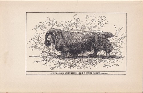 1900 sussex spaniel dog print - 1900,