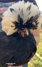 6 White Crested Blue and Black