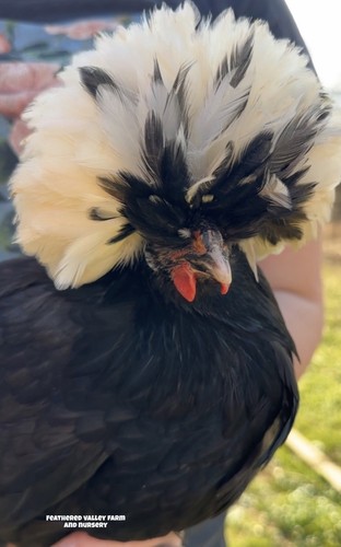 White crested blue and black - 6,
