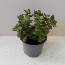 Crassula Minor Houseplant Indoor 'Jade Money' Succulent Bonsai Plant 17cm Pot
