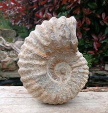 Large Fossil Ammonite