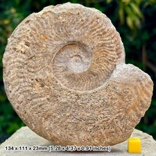 Rare Harpoceras Fossil Ammonite - Beacon Limestone, Jurassic: Ilminster,