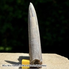 Belemnite – Belemnites explanatus Fossil, Kellaways Beds, Callovian, Jurassic: