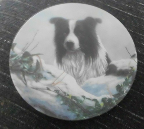 Border collie dog - dog, winter