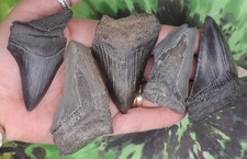 Megalodon Sharks Teeth 5 NO