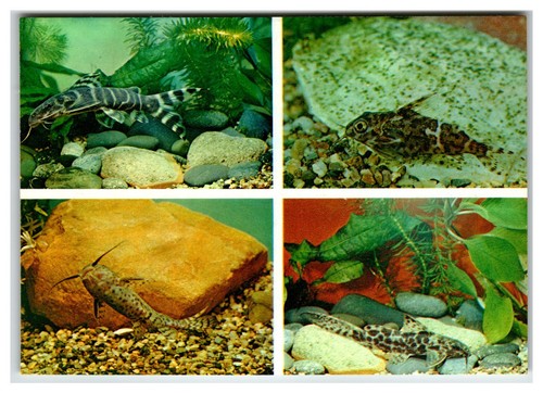 1964 ussr aquarium fish - ussr,