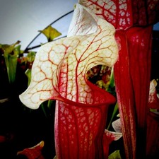 Sarracenia x cv Eva (carnivorous pitcher plant)