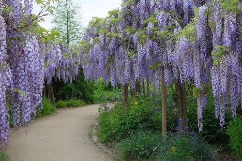 Wisteria sinensis chinese - wisteria,